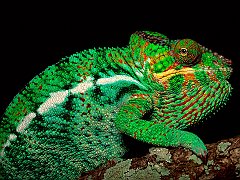 Male Panther Chameleon, Madagascar